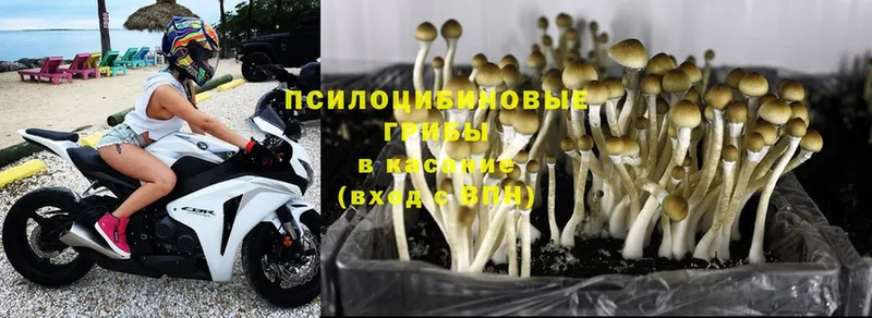 Галлюциногенные грибы Magic Shrooms Апшеронск